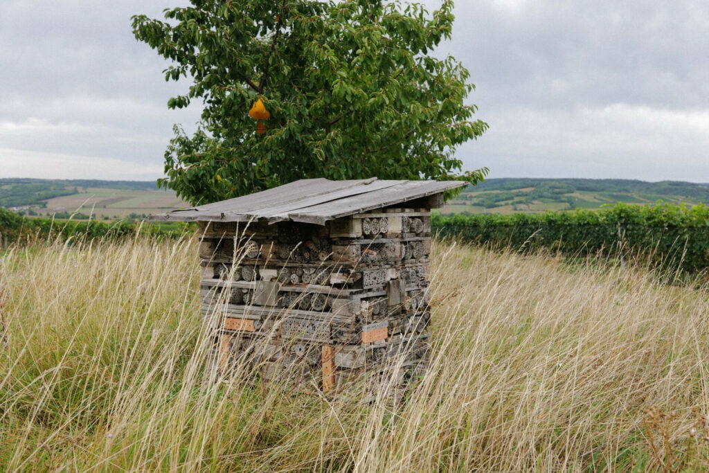 Trockensteinmauer als Lebensraum im Weingarten