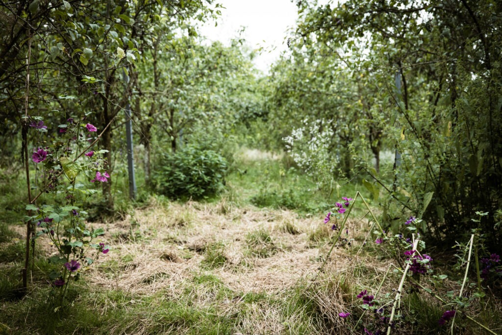 Alter Weingarten mit Wildblumen und natürlicher Begrünung