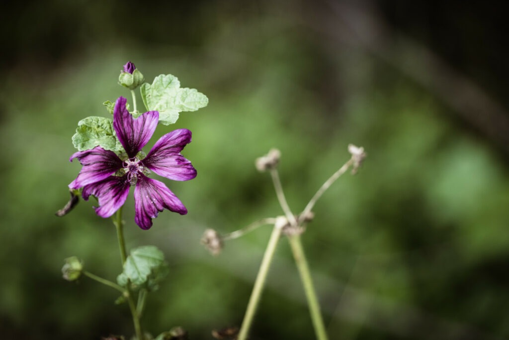 Wilde Malve im Weingarten – Biodiversität
