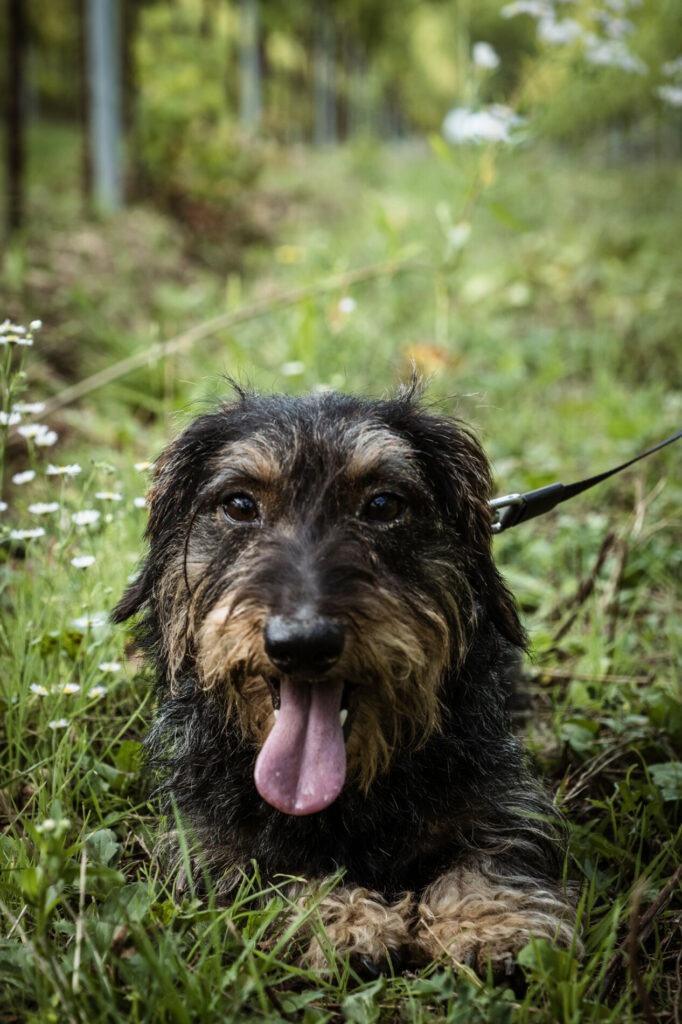 Hofhund im Weingarten Obenaus