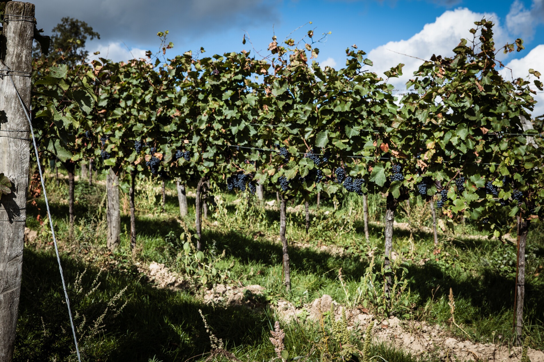 Reife Zweigelt-Trauben an alten Rebstöcken im Herbst