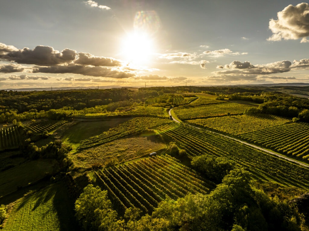 Sonnenuntergang über den Weingärten des Weinguts Obenaus